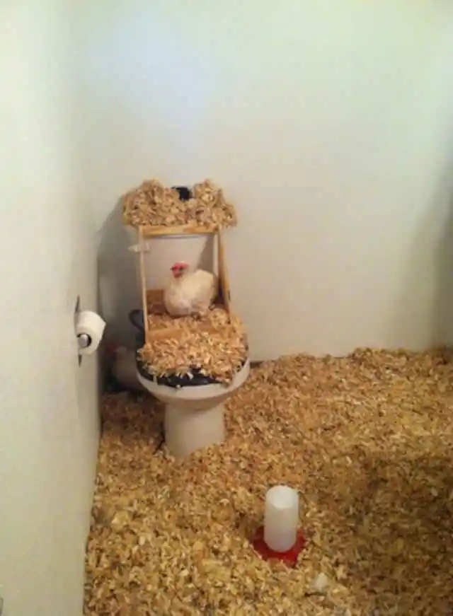 April Fool Pranks